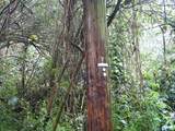  Alii Rd - Photo 5