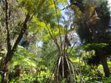 1 Alanui Iiwi - Photo 19