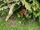 11-2038 Makoa Rd - Photo 5