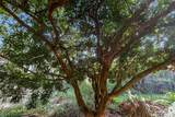  Papaya Farms Rd - Photo 22