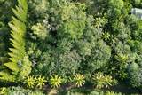  Papaya Farms Rd - Photo 5