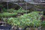 17-856-A Olaa Rd - Photo 20
