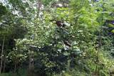 17-856-A Olaa Rd - Photo 9