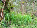  Silversword Ct - Photo 12