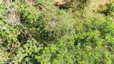  Silversword Ct - Photo 15