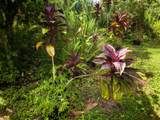 15-300 Puni Makai Loop - Photo 14