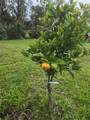 11-1772 Puna Wai Ave - Photo 16