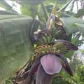 11-1772 Puna Wai Ave - Photo 17