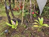 11-1772 Puna Wai Ave - Photo 8