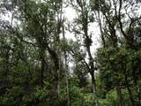  Nene St - Photo 2