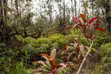  Hibiscus St - Photo 21