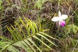  Hibiscus St - Photo 24