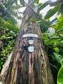 Pikake Rd - Photo 10