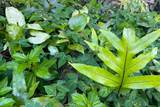  Kumu St - Photo 6