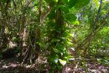  Kumu St - Photo 11