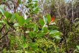  Lehua St - Photo 16