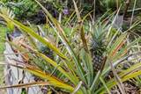 14-3361 Mauna Kea Rd - Photo 21