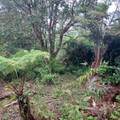 17-4136 Kukui Camp Rd - Photo 3
