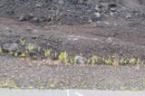 92-1072 Kona Gardens Rd - Photo 3