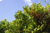 55-546 Hualua Rd - Photo 13