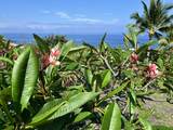  Kaohe Rd - Photo 1