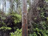 Plumeria St - Photo 6