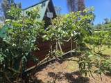 12-7009 Lahela St - Photo 25