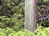  Ohia Ave - Photo 8