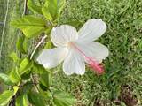 7761 Koolau Rd - Photo 29