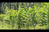  Uilani Dr - Photo 13