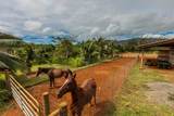 6020 Koolau Rd - Photo 16