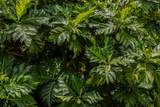 6020 Koolau Rd - Photo 22