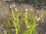  Lotus Blossom Ln - Photo 12