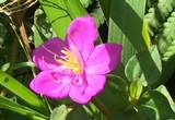  Plumeria Rd - Photo 2