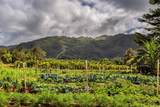 6235 Koolau Rd - Photo 7