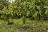 11-2840 Pikake St - Photo 27