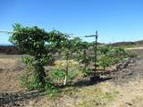 92-8636 Menehune Dr - Photo 20