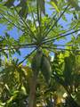 5306 Kahala St - Photo 14