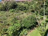2253 Poipu Rd - Photo 28