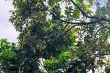 384-A Kaholalele Rd - Photo 23