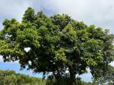 55-680 Hawi Rd - Photo 16