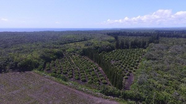 1-OFF Macadamia Nut Road - Photo 1