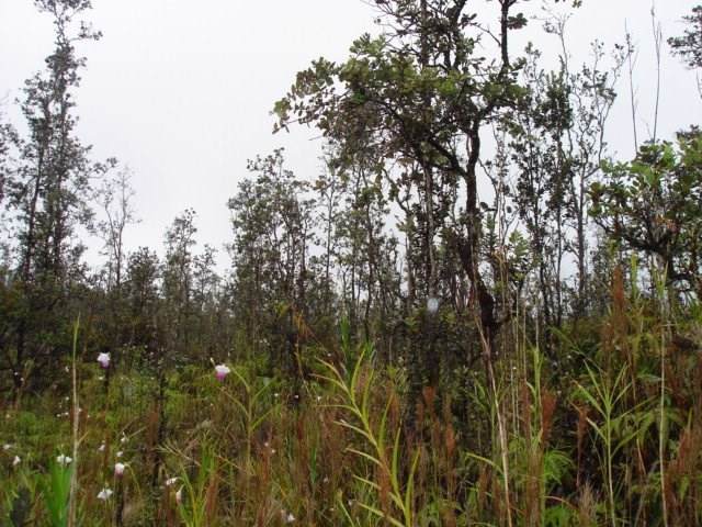 Road 4 (Io Kea) - Photo 1