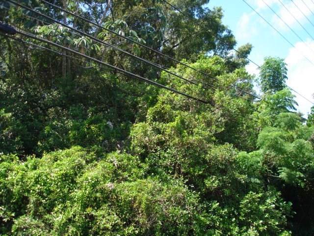 Pahoa Rd - Photo 1
