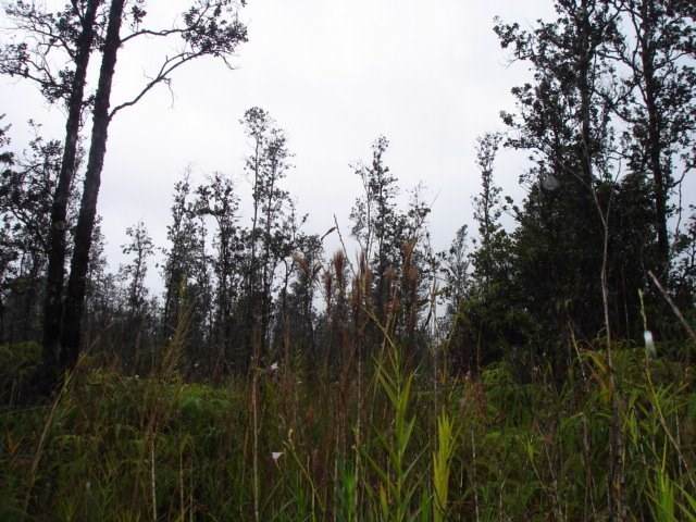 Road 6 (Ooaa) - Photo 1