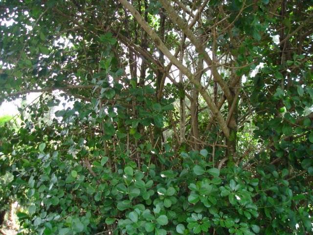 Lemiwai Rd - Photo 1