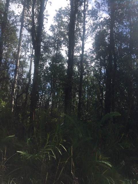 Road 3 (Hopue) - Photo 1