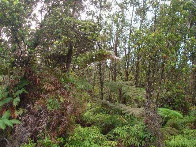 Mokuna Rd - Photo 1