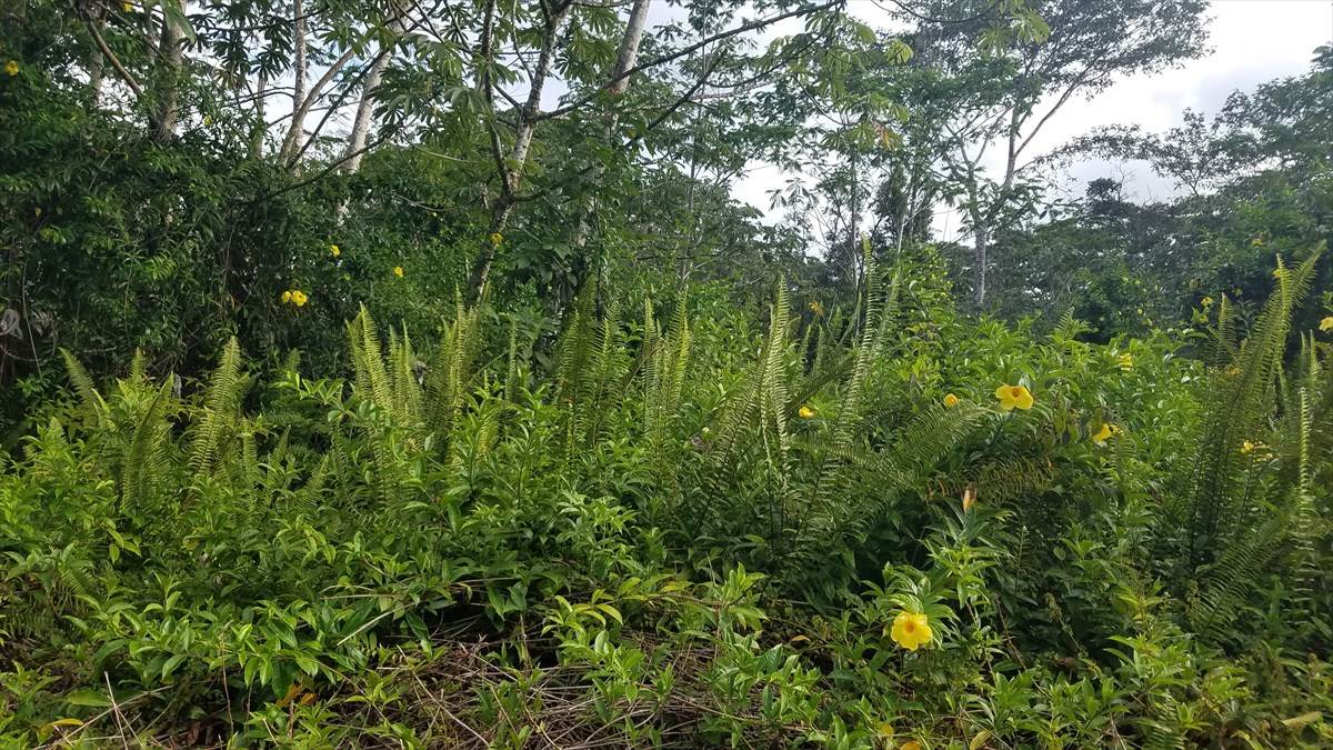 Puna Rd - Photo 1