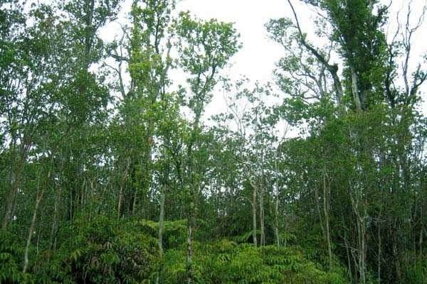 Lehua St - Photo 1